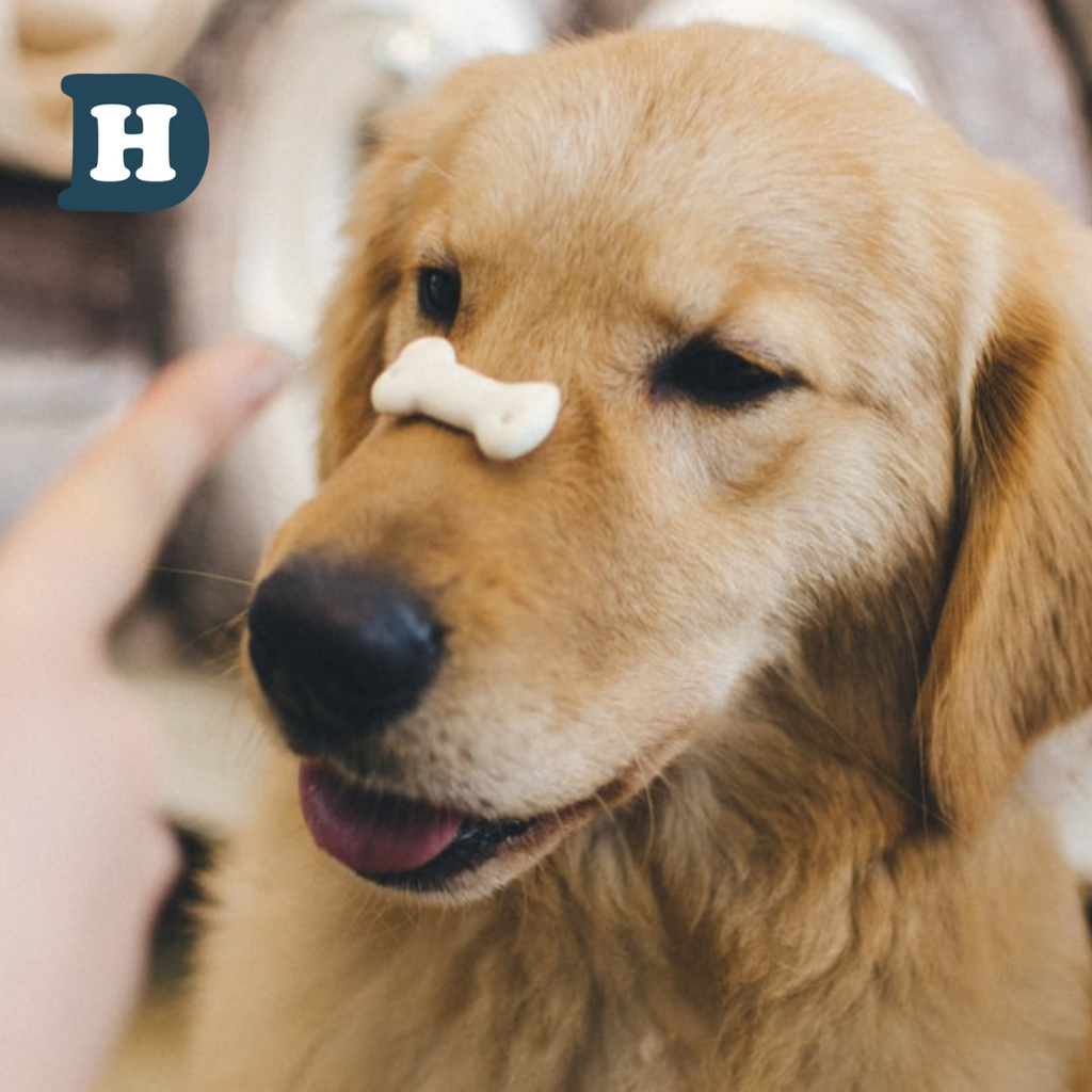 How to make homemade dog biscuits recipes using 5 ingredients