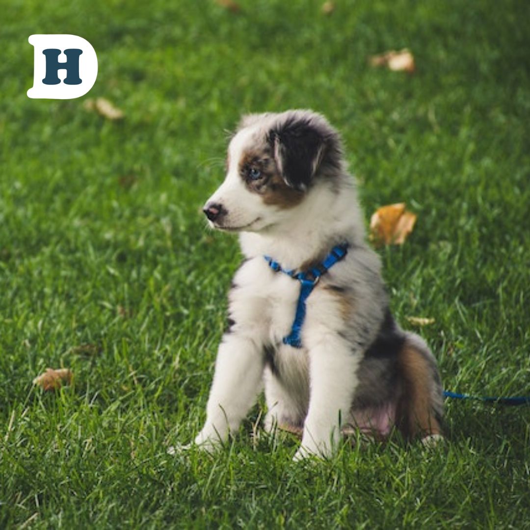 Understanding Umbilical Hernias in Dogs: Causes, Symptoms, and Treatment