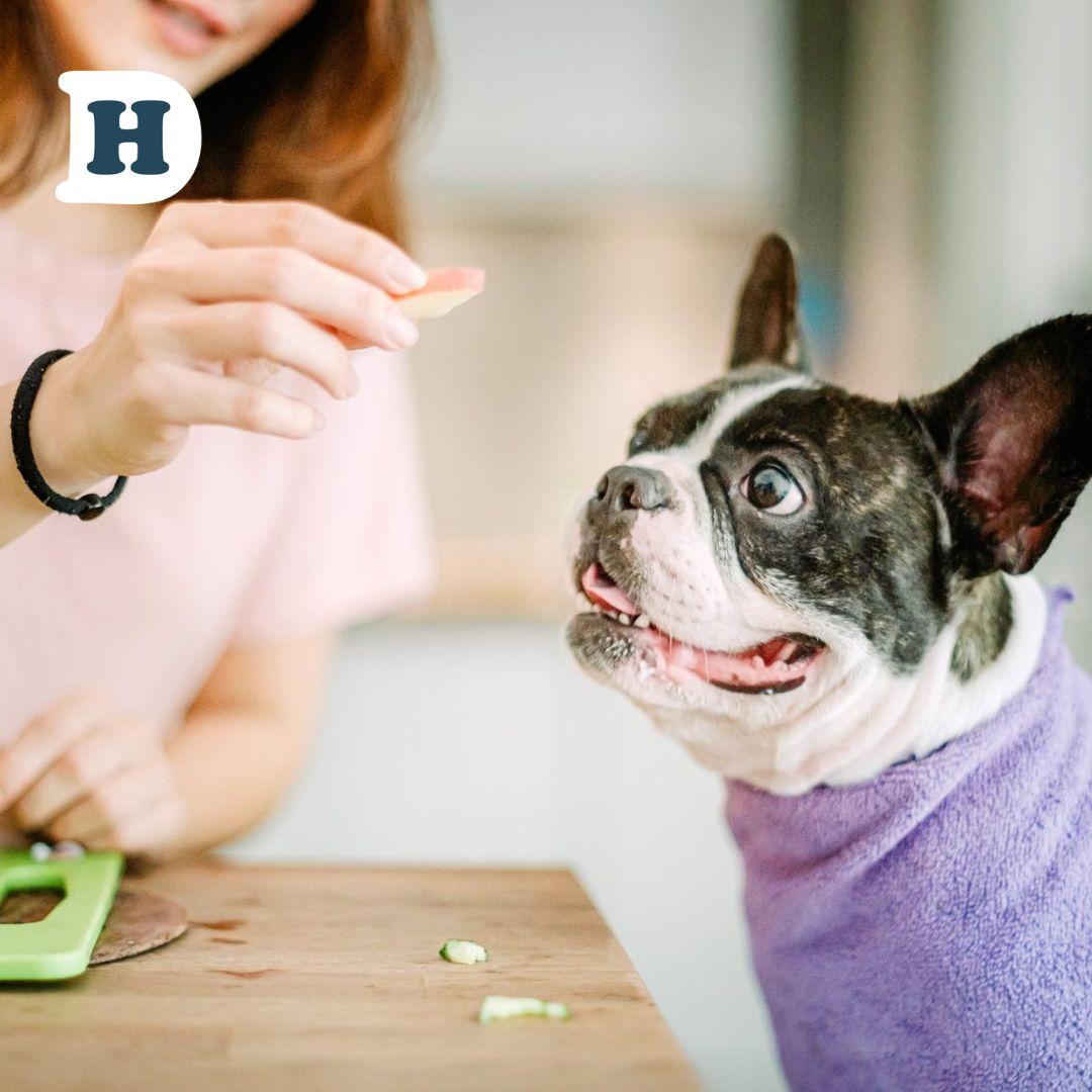 The Ultimate Guide: Can Dogs Safely Enjoy Apples as a Snack?