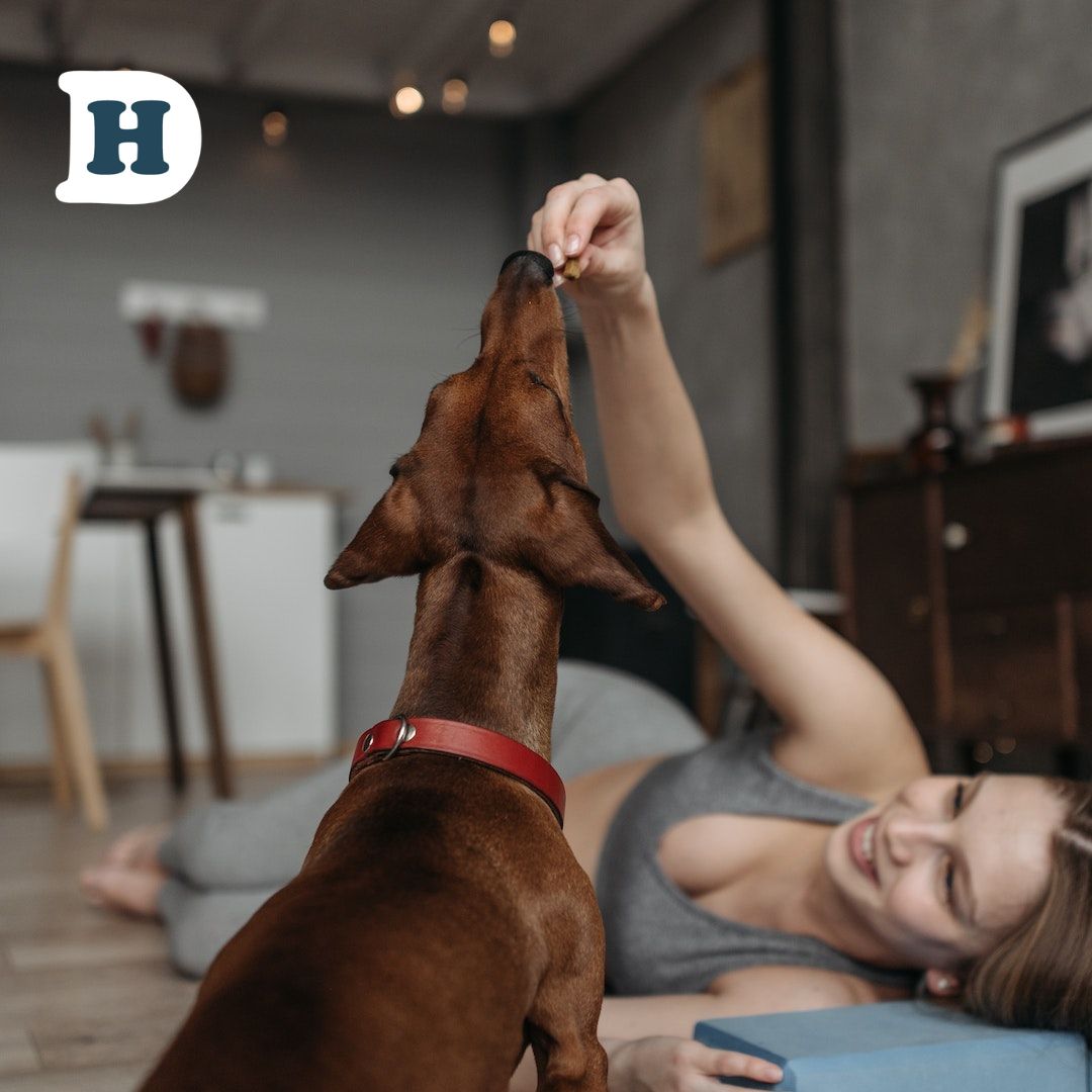 Finding Gentle Nourishment: Discover the Advantages of Feeding Grain-Free Dog Food to Dogs with Sensitive Stomachs