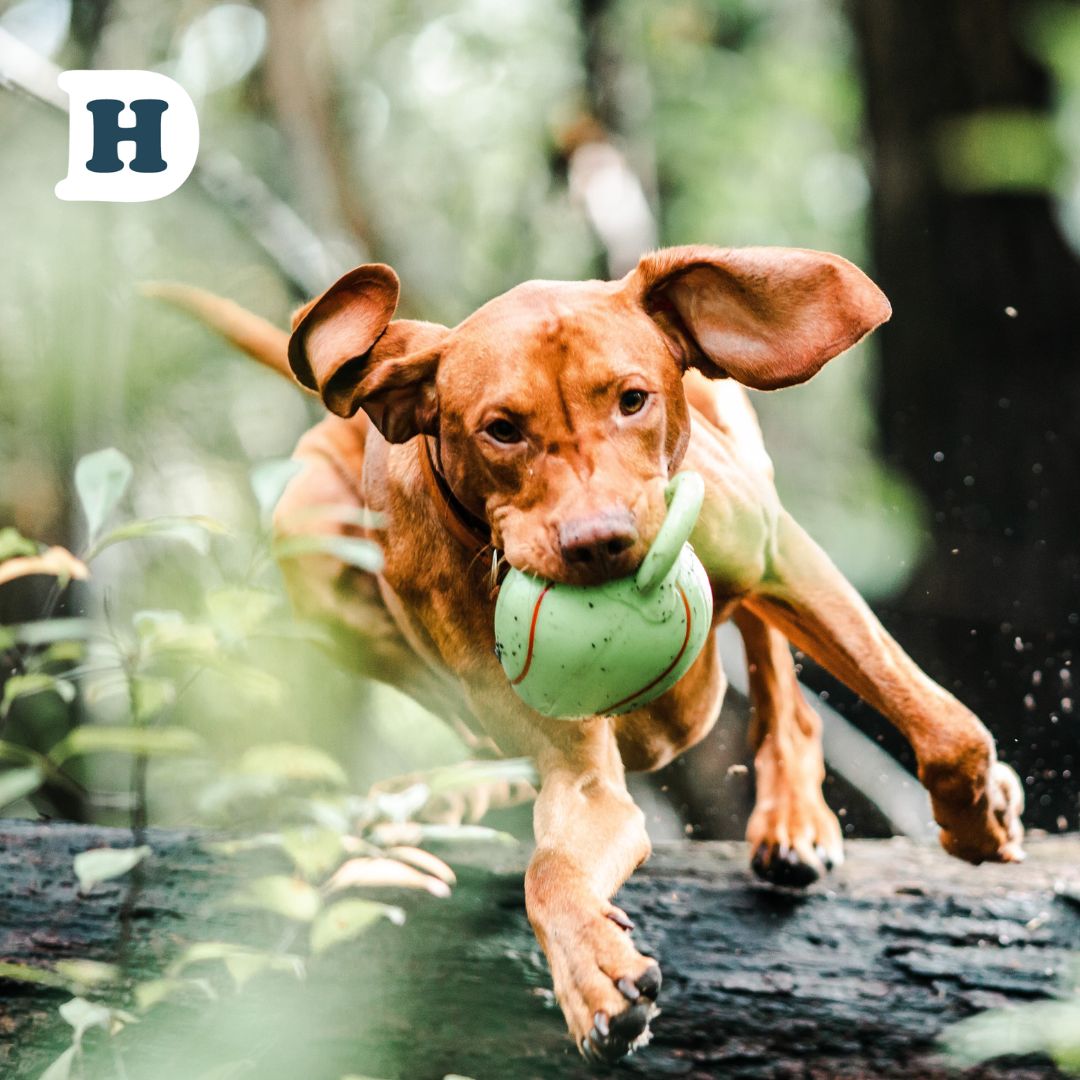 Nutrition for Pawsitivity: How a Grain-Free Diet Can Improve Your Dog's Mental Health