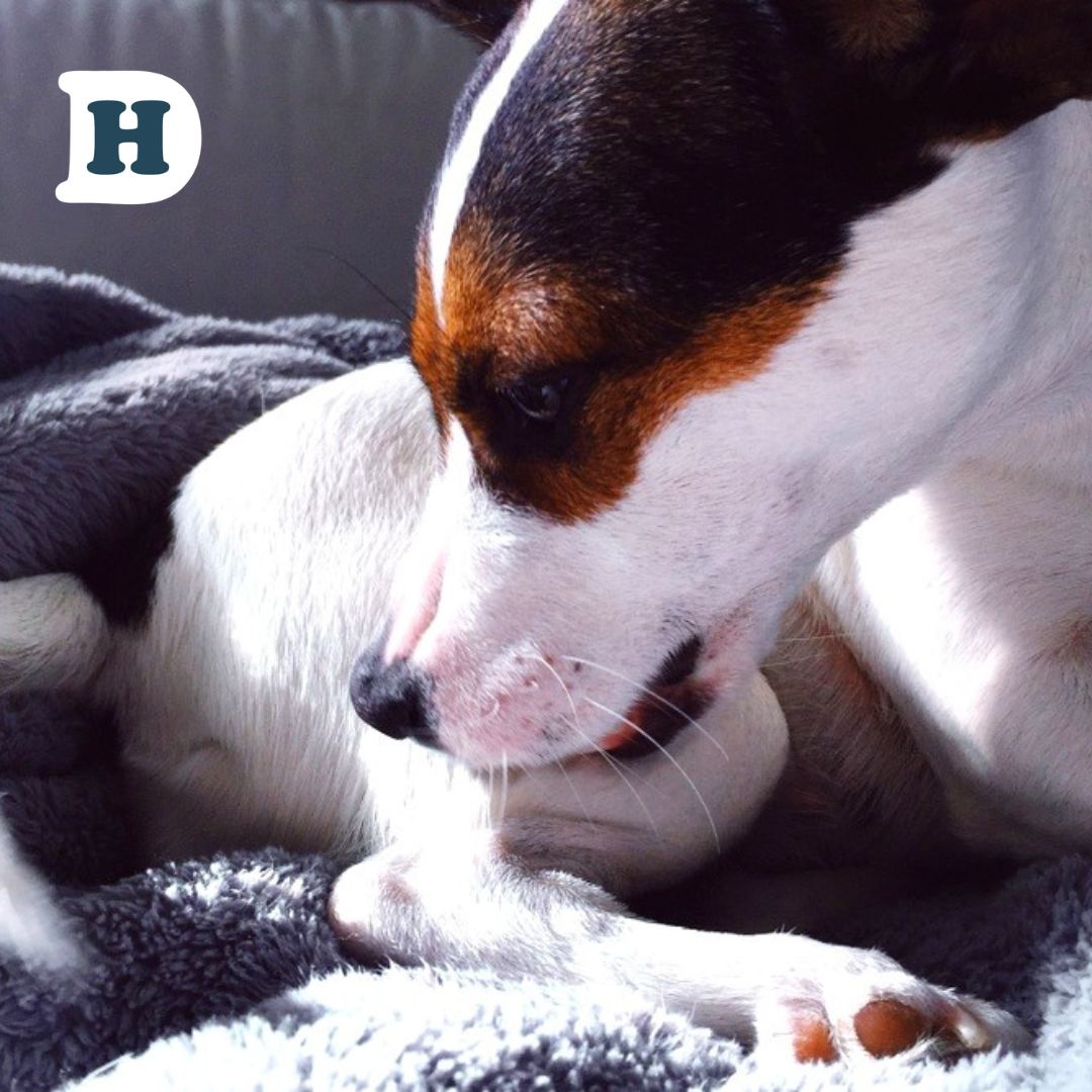 Hot Spots on Dogs: Understanding the Causes and Finding the Best Treatment
