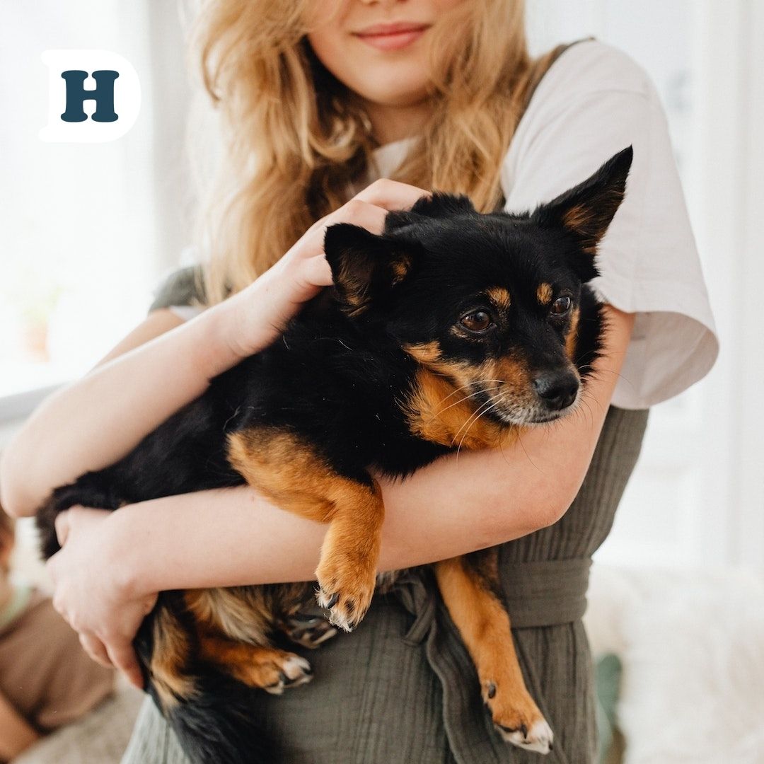 Taking a Pawsitive Approach: Exploring the Benefits of Probiotics in Your Dog's Diet for Optimal Gut Health in Australia