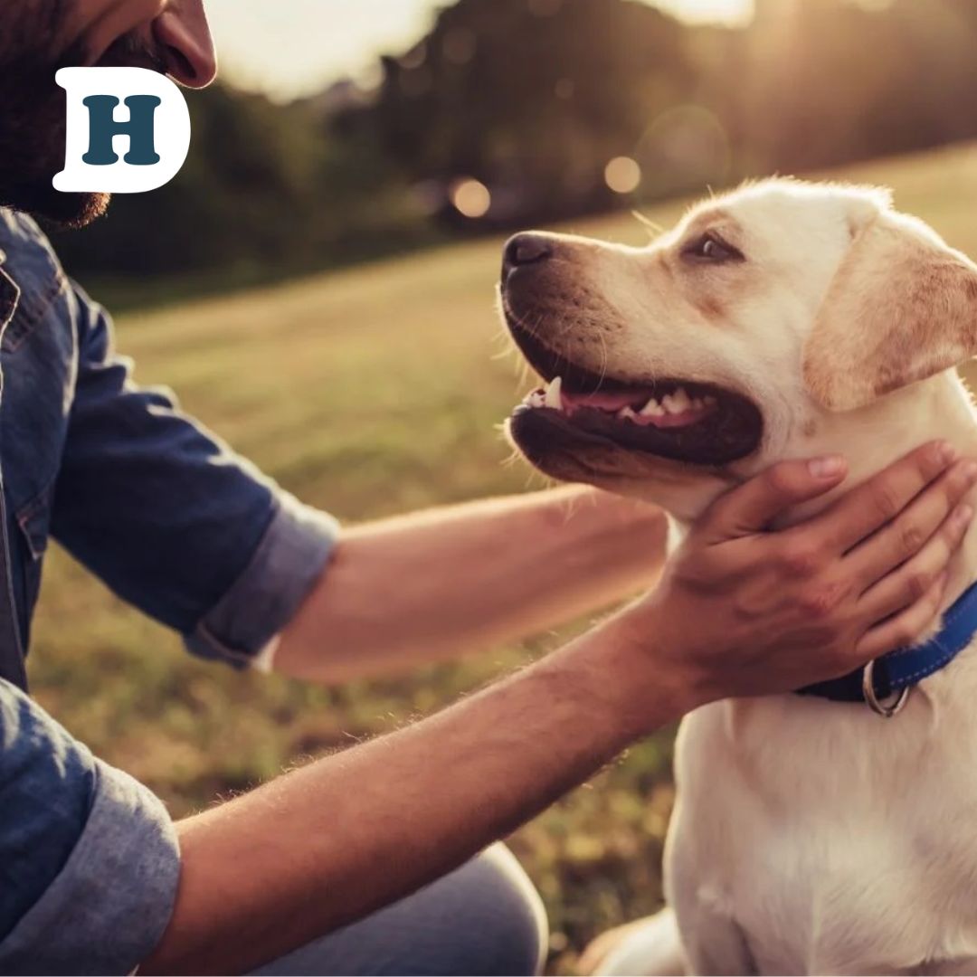 Tick Prevention 101: Safeguarding Your Dog from Paralysis Ticks