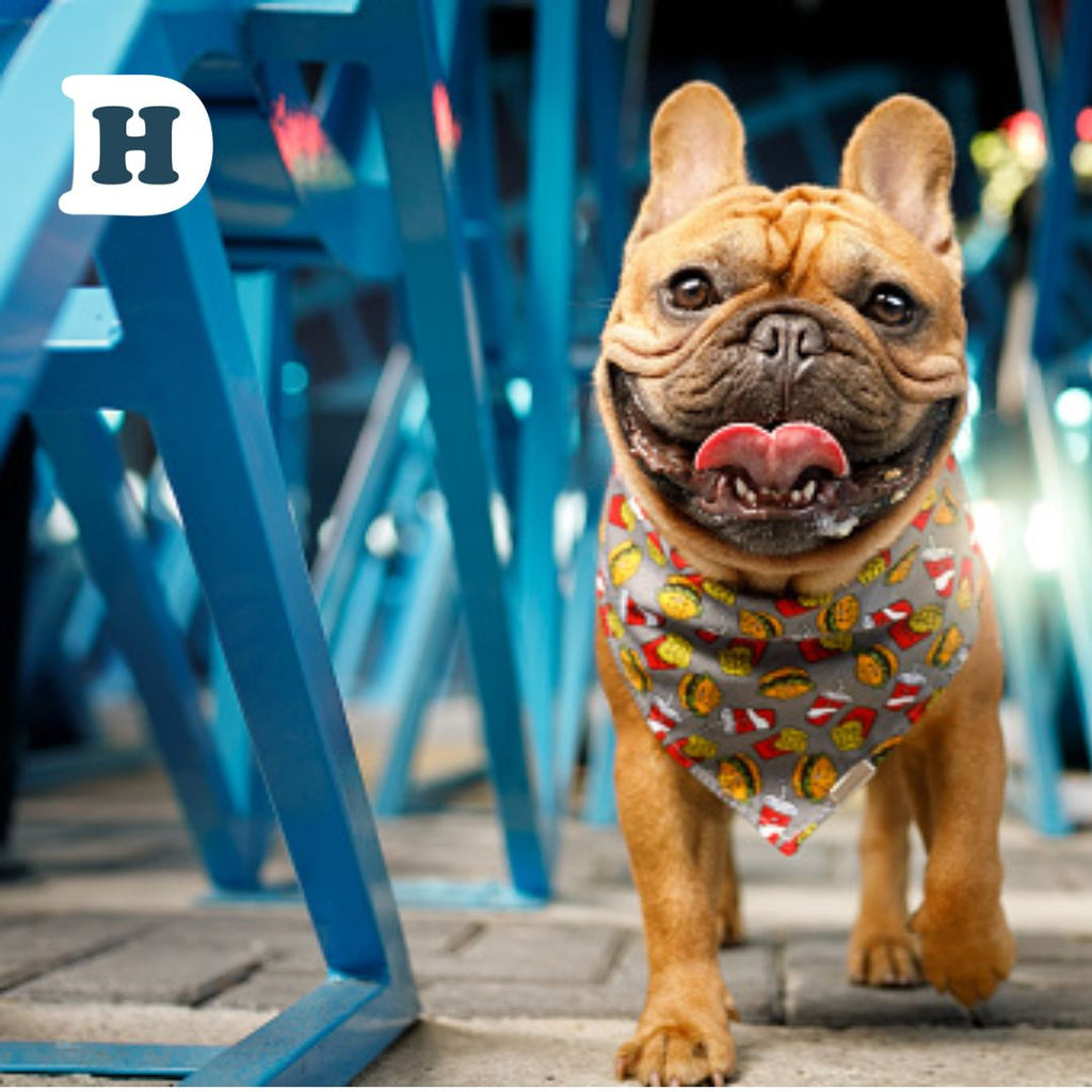 Urban Dog Life How to Make Your Dog Thrive in the City of Sydney Biology Diagrams