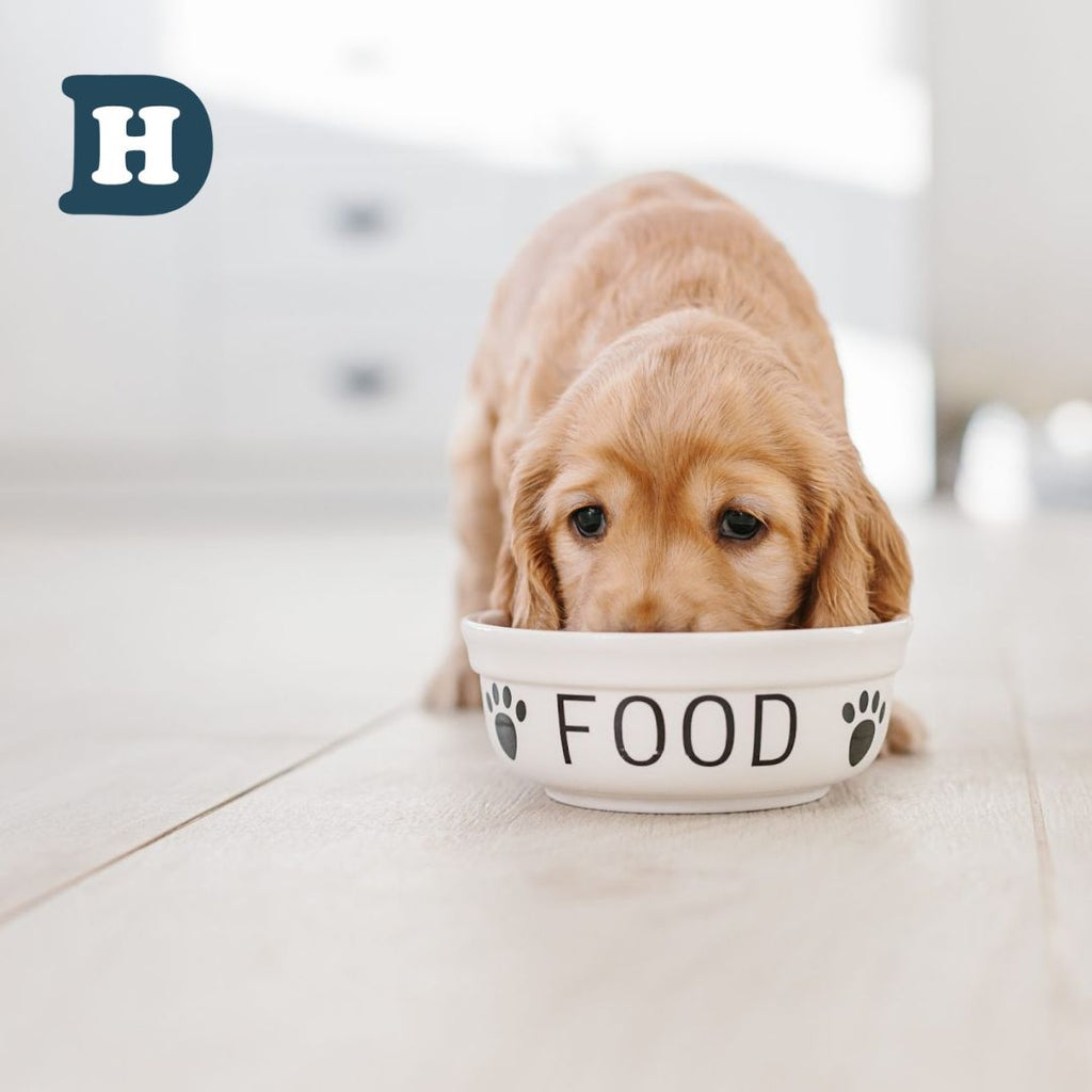 A Dog Owner's Guide When and How to Transition From Puppy Food to Adu