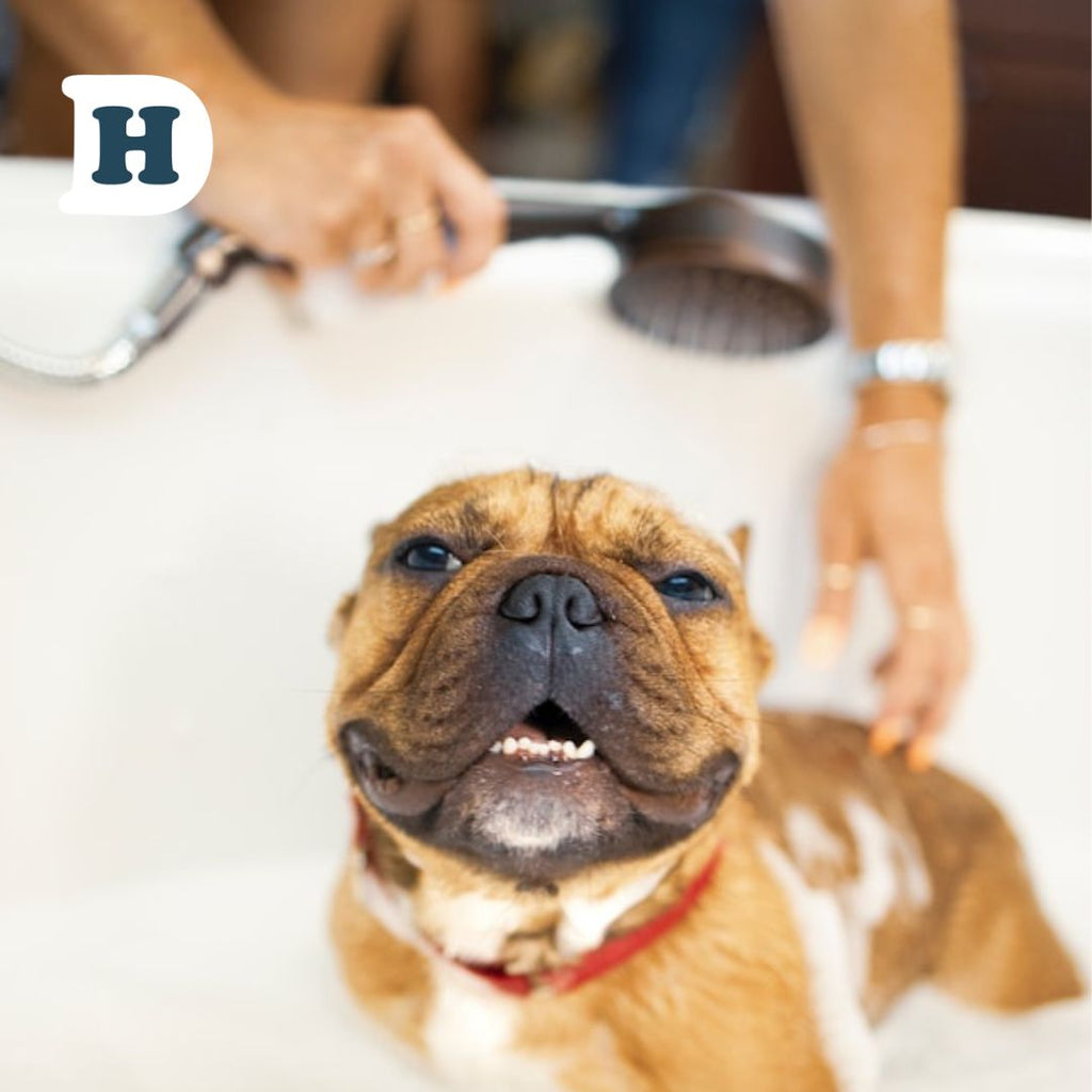 How Often Should I Bathe My Dog? Here’s What You Need to Know