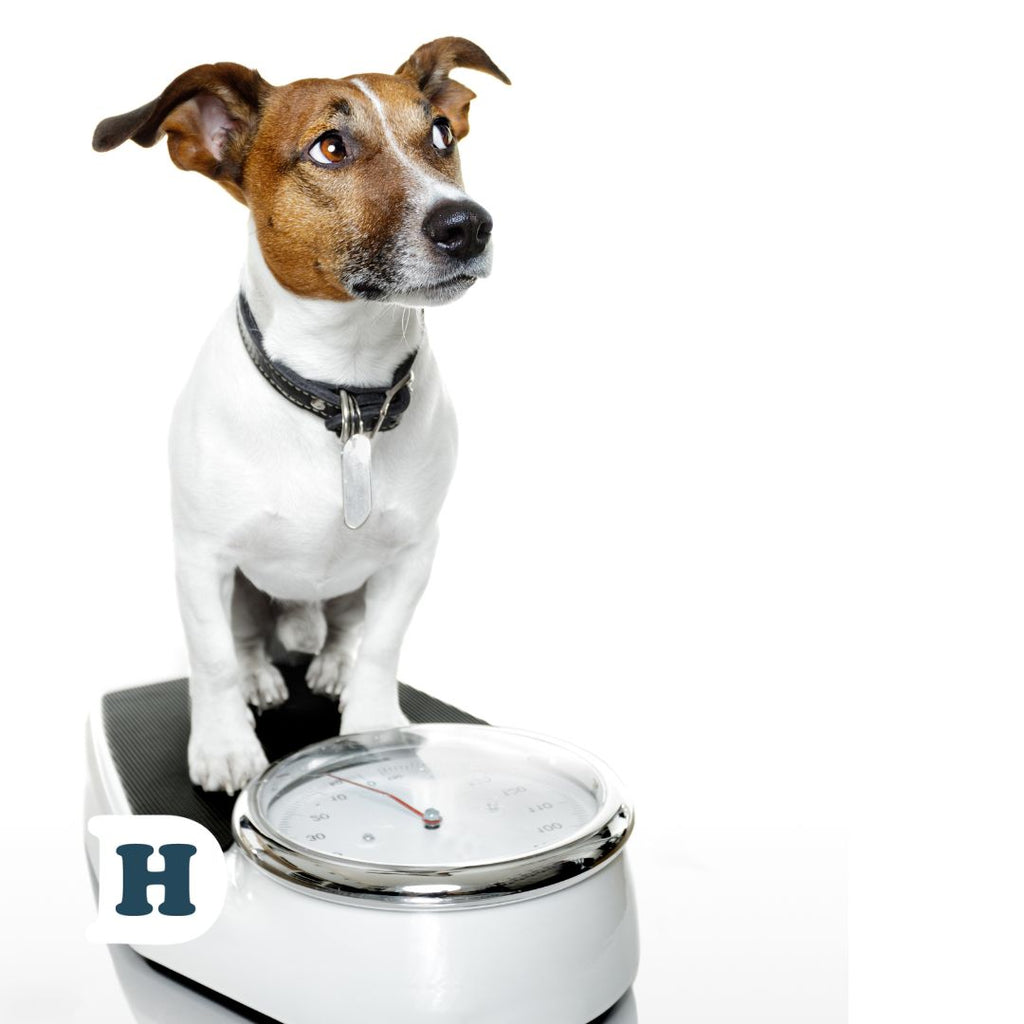 Your Dog's Weight: Why It Matters