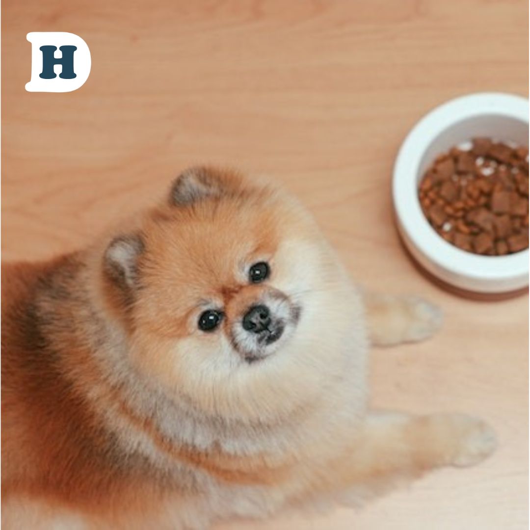 The Ultimate Guide to Mixing Kibble and Raw Food: What Every Dog Owner Should Know