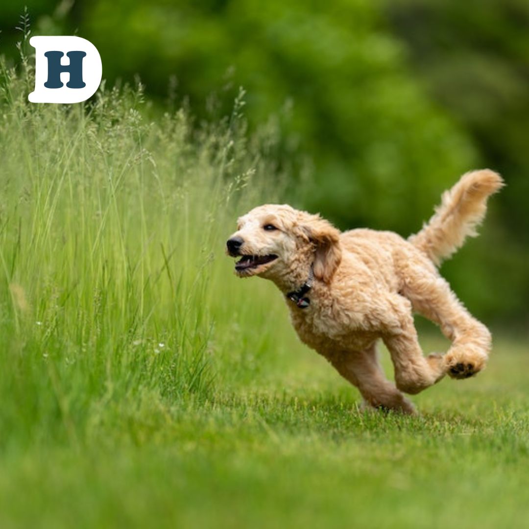 Unlocking the Secret to Better Mobility: The Benefits of Grain-Free Dog Food