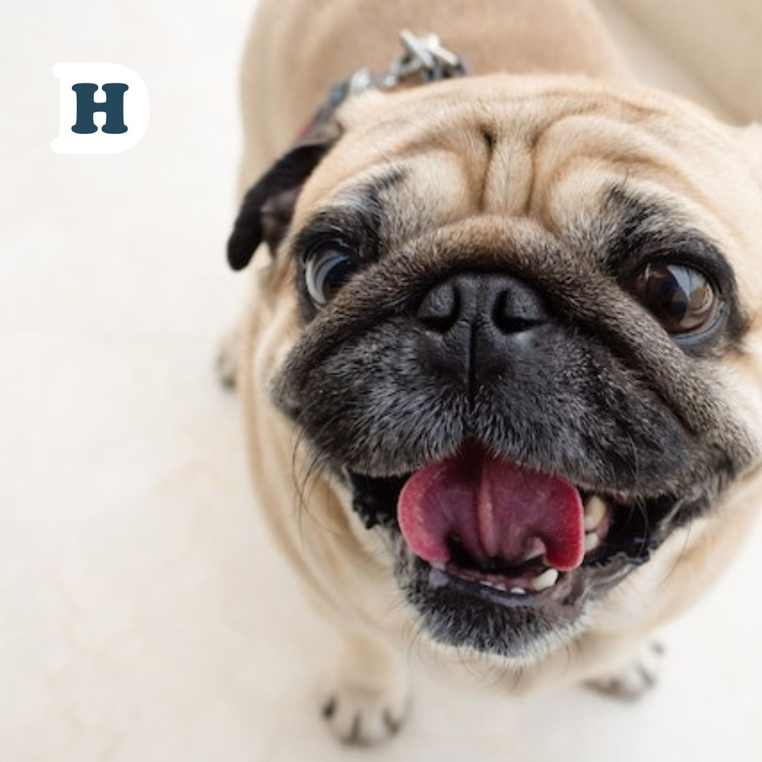 Is Your Dog at Risk? Exploring the Prevalence and Prevention of Brachycephalic Airway Syndrome