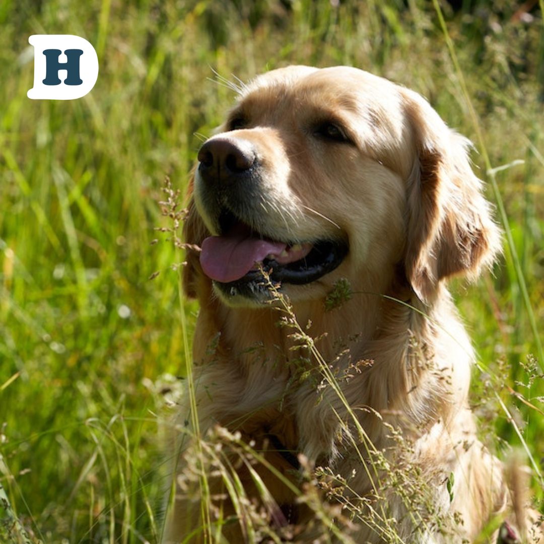 The Link Between Common Allergies in Dogs and Grain: Exploring the Benefits of a Grain-Free Diet