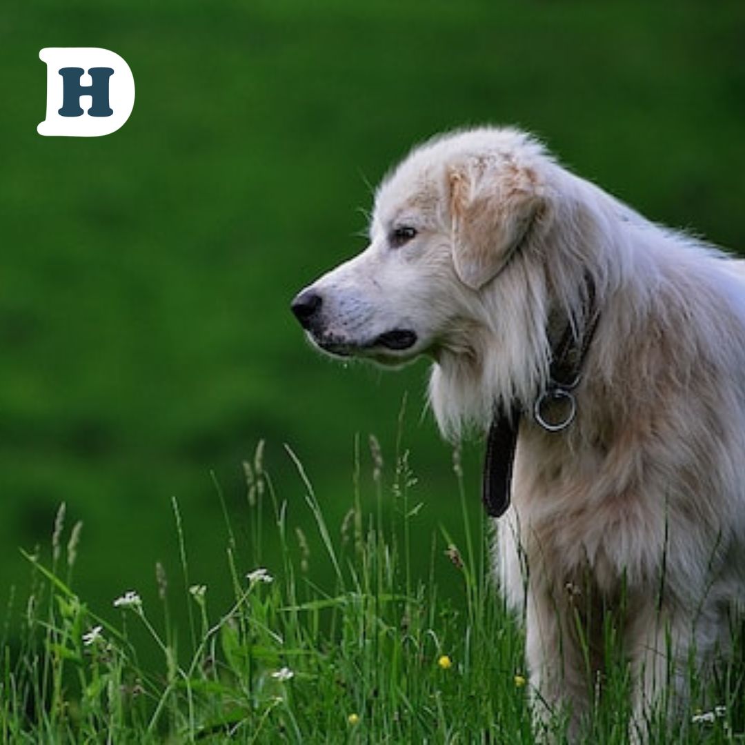 Understanding Hip Dysplasia in Dogs: Causes, Symptoms, and Treatment