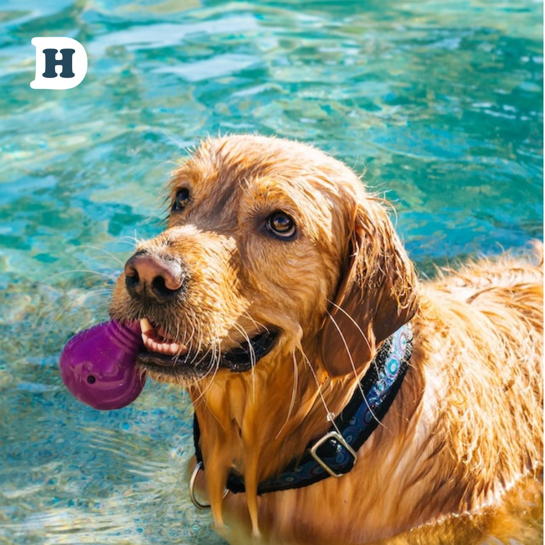 Heat Stress in Dogs: Signs, Symptoms, and Proven Prevention Strategies