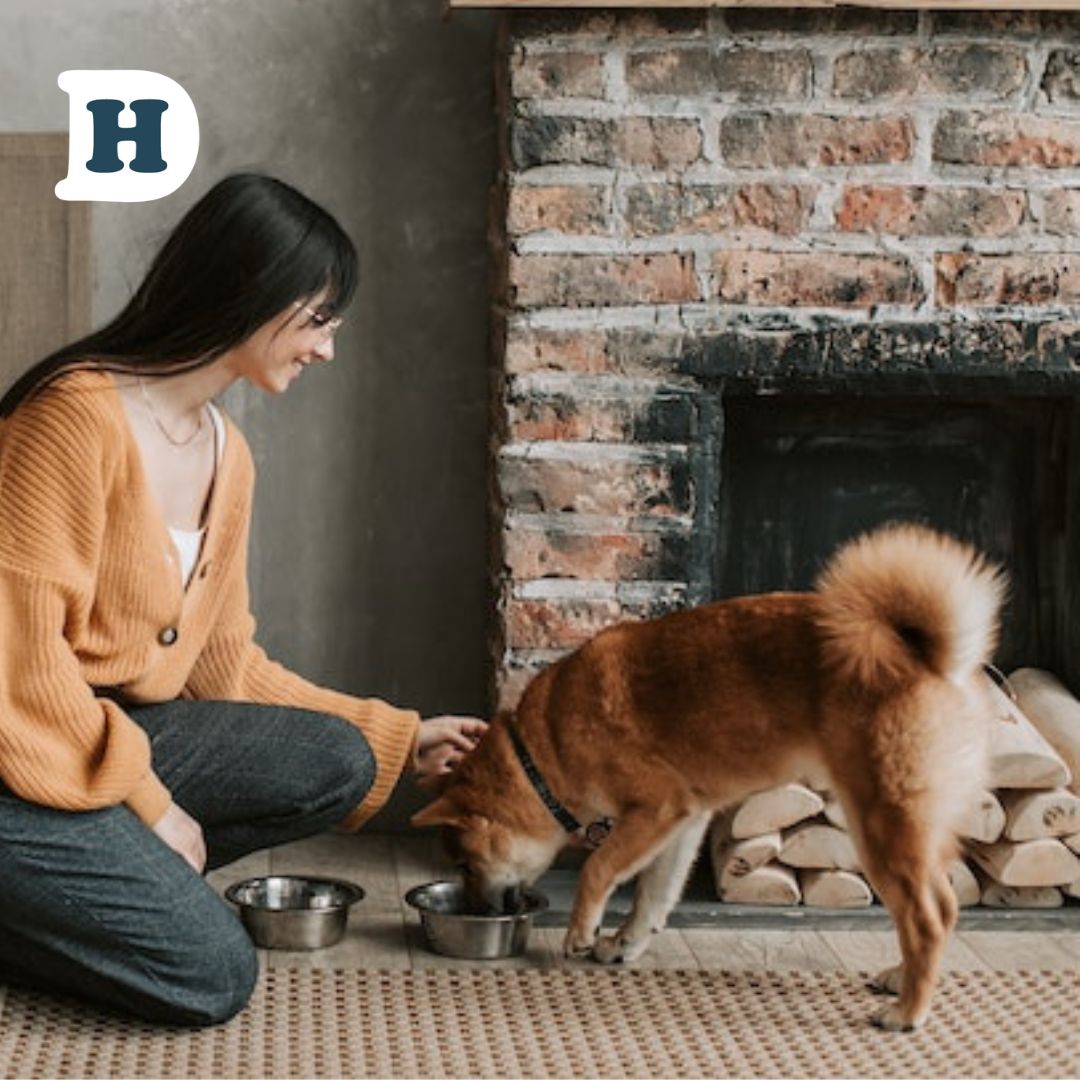 From Bowls to Boredom: What Happens When Dogs Get Tired of Their Food