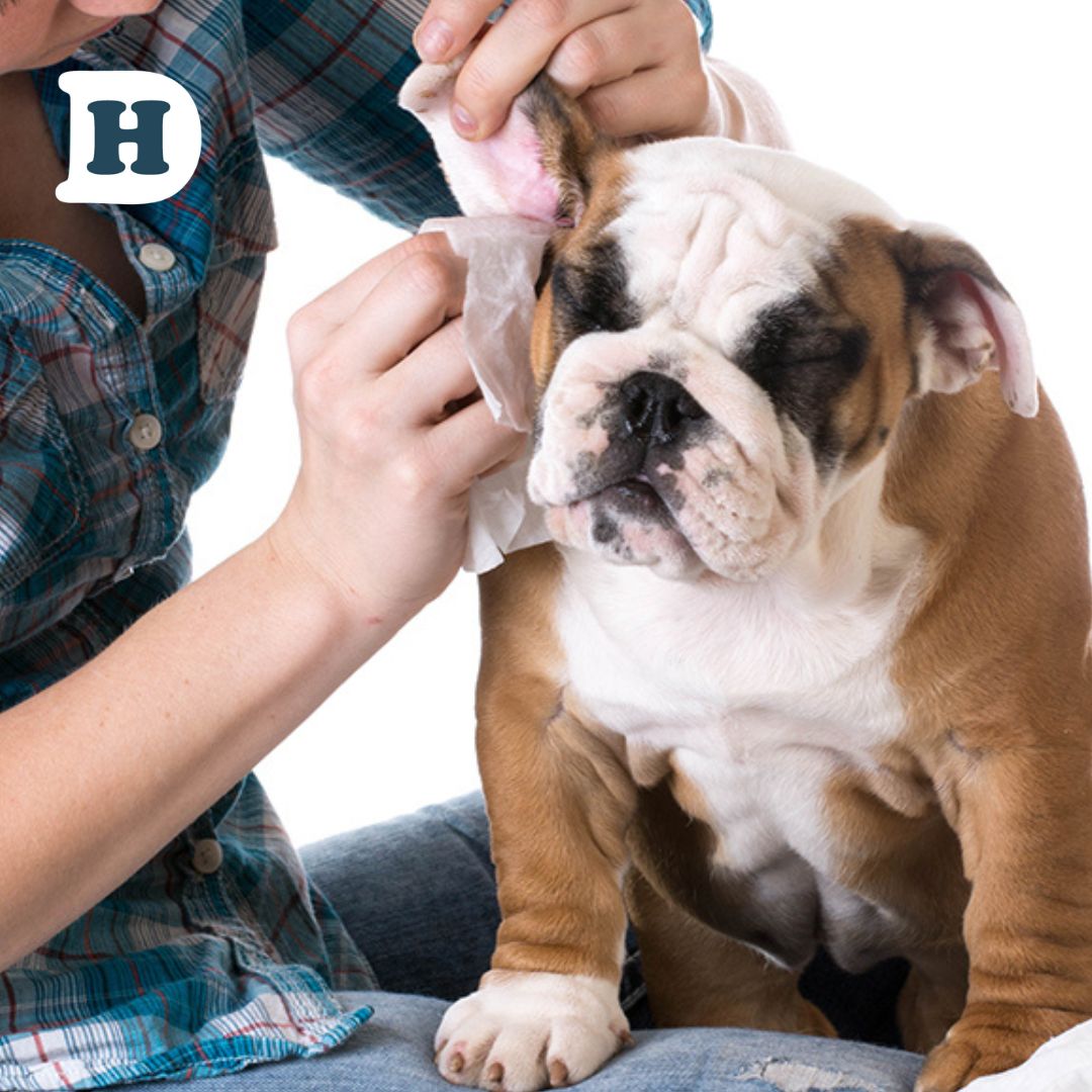 A Guide to Understanding Ear Mites: Recognising and Treating the Symptoms in Dogs