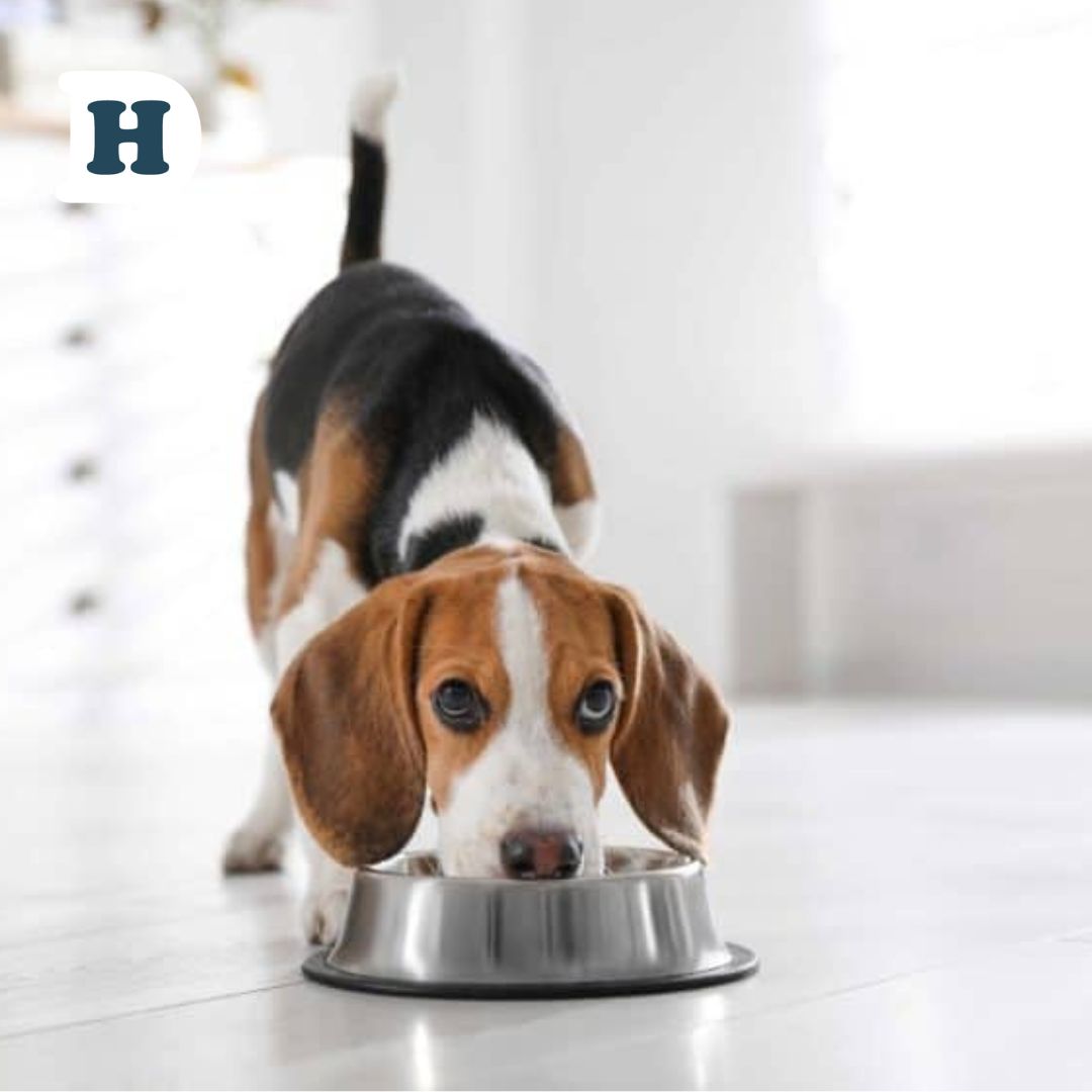 The Scoop on Grain-Free Kibble: A Guide to Feeding Your Dog a Healthy and Nourishing Diet