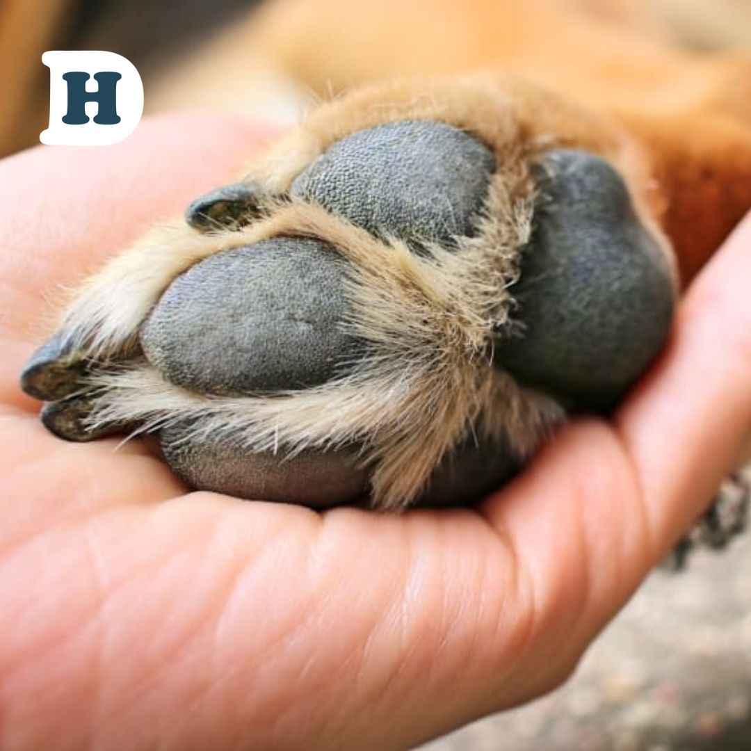 Expert Advice on Dog Nail Trimming: Everything You Need to Know