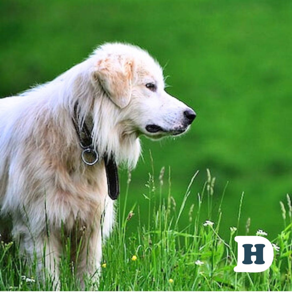 why-do-dogs-eat-grass-the-surprising-truth-revealed