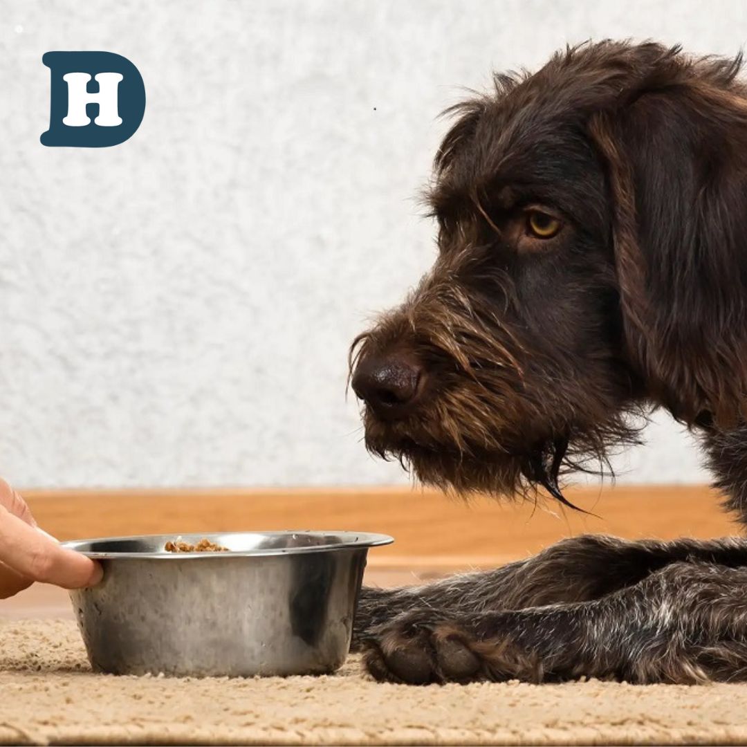 How to Mix Your Dog's Feed: A Step-by-Step Guide