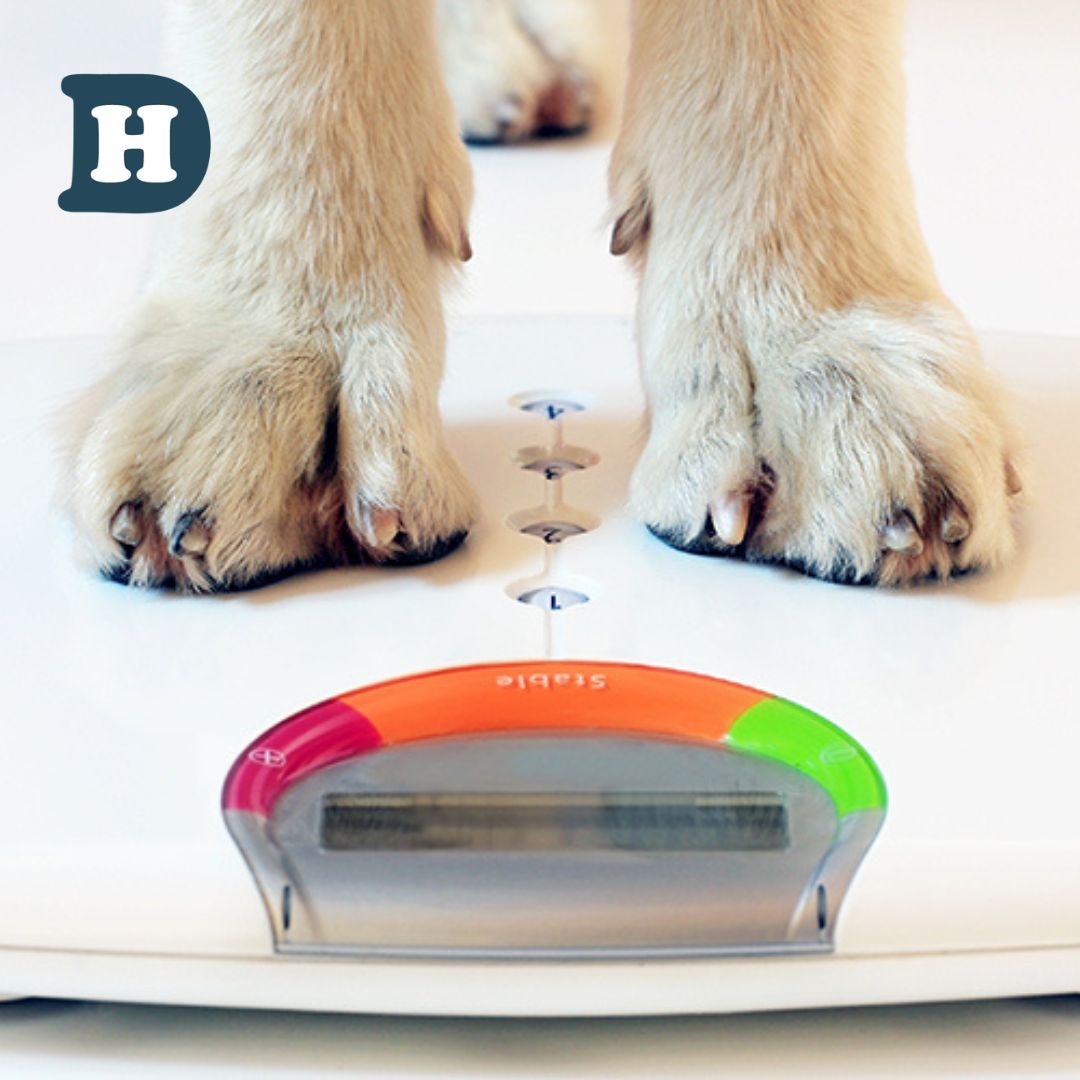 Is My Dog Overweight? Here's How to Tell and What to Do