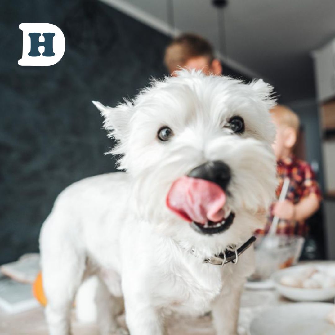 Why the Smell of Your Dog's Food Matters: Importance and Benefits