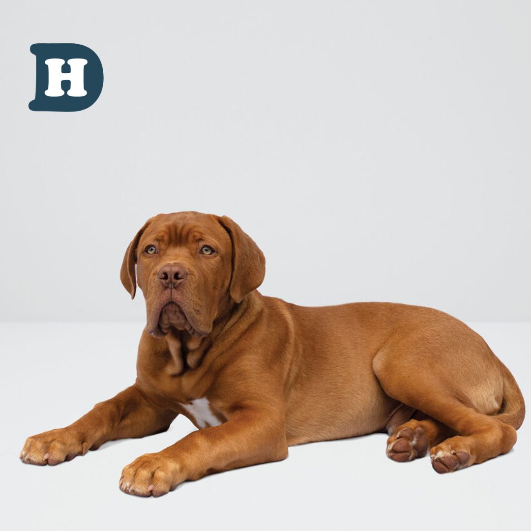 Does Your Large Breed Dog Need Special Formula Food? Here's What You Need to Know