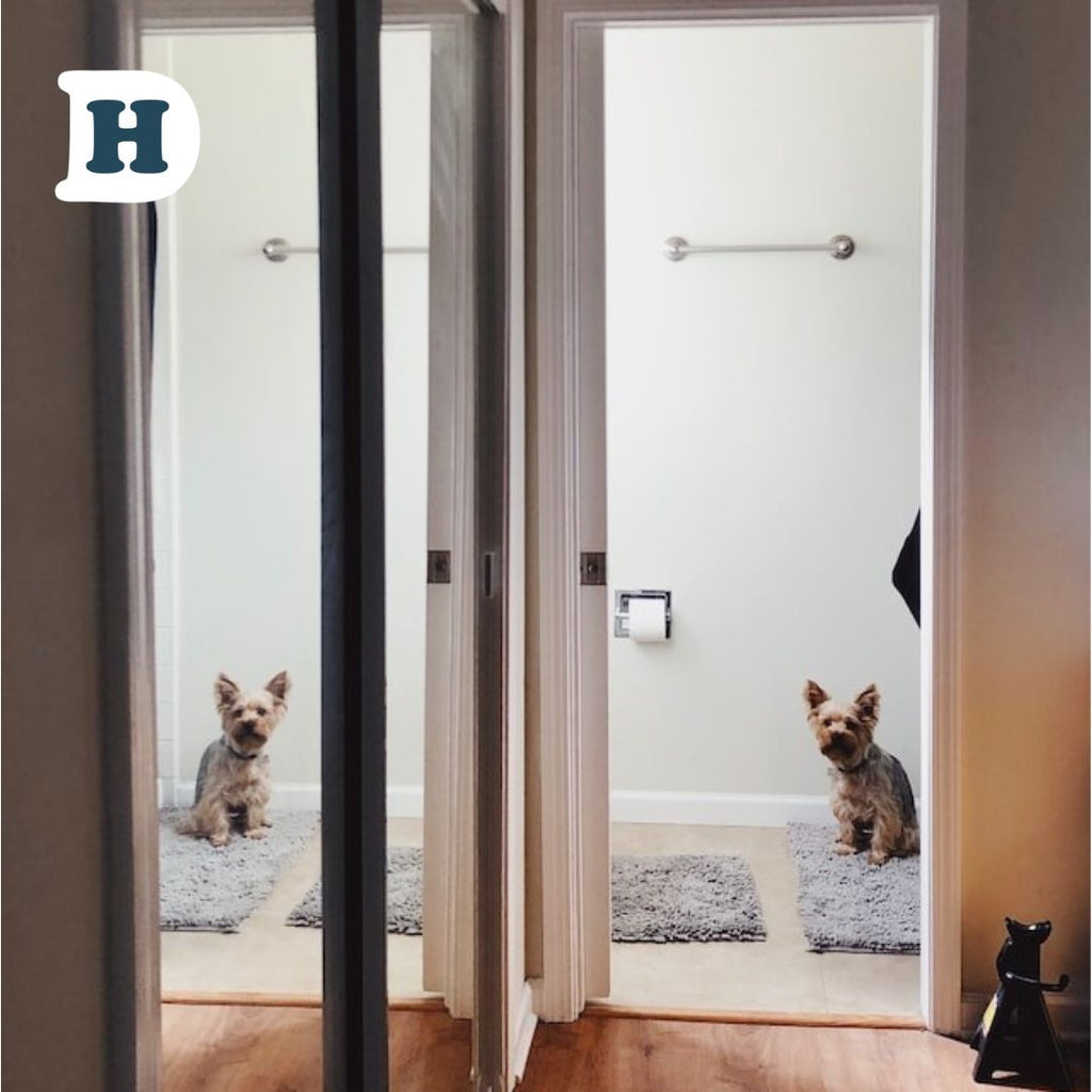5 Reasons Why Your Dog Follows You to the Bathroom