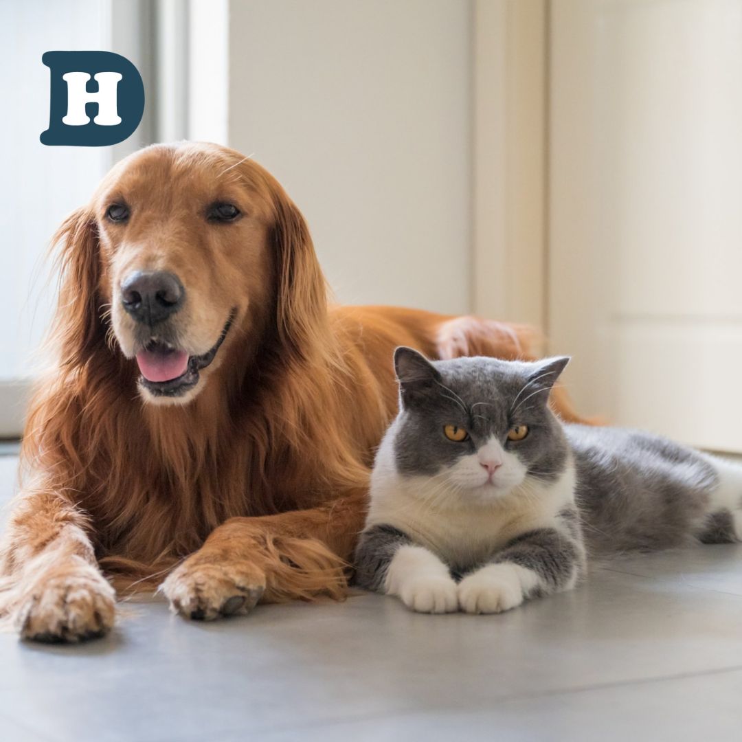 Introducing Dogs to Cats: A Guide to Smooth Transitions