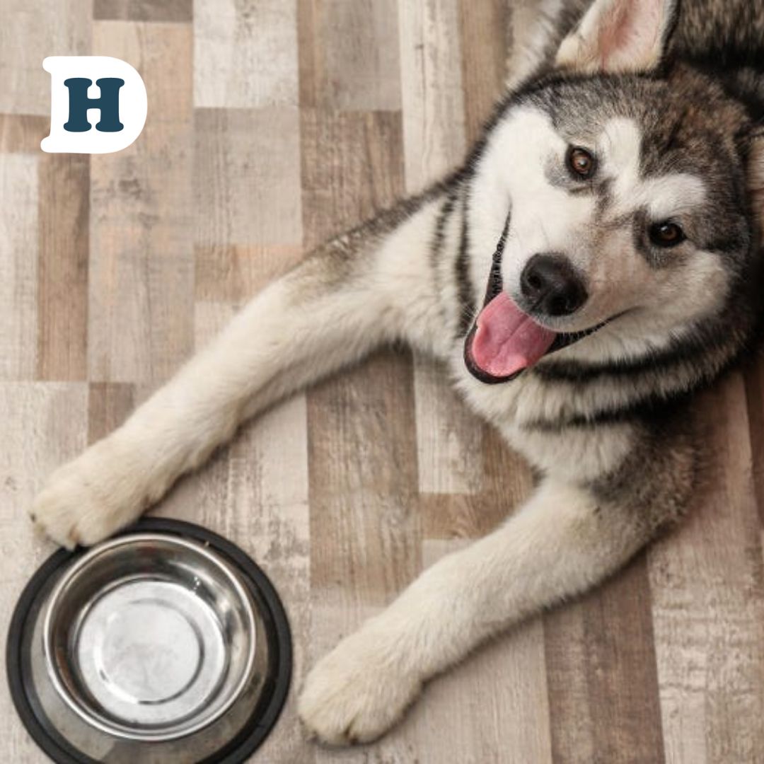 6 Ways to Improve Your Dog's Diet and Support Digestive Health