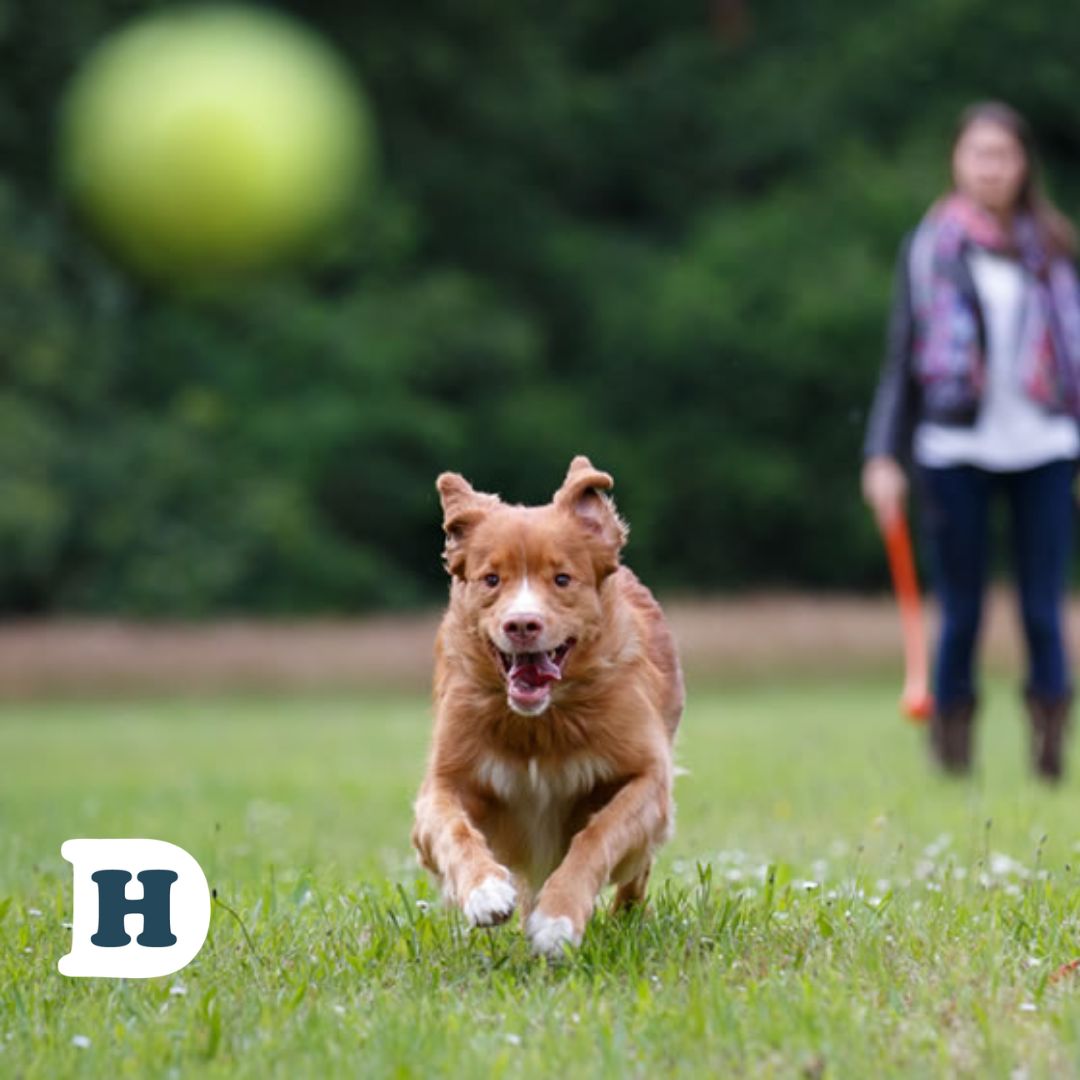 7 Tips for Good Dog Park Etiquette Everyone Should Follow