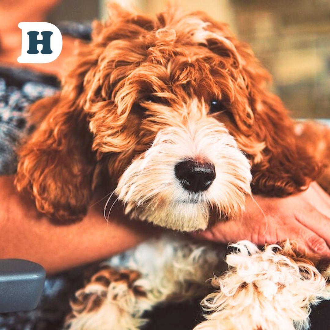 Why Do Some Dogs Prefer Sitting on Their Owners?