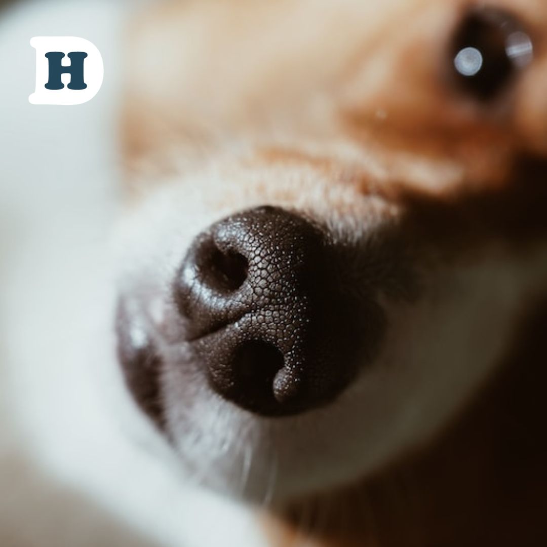 The Science Behind Why Dogs Noses Are Wet