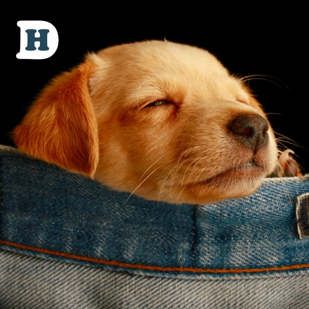 Breaking Down the Expenses: How Much Does it Really Cost to Own a Dog in Australia?