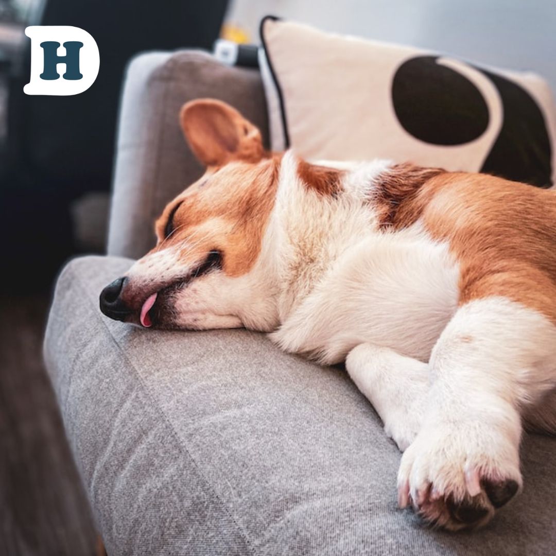 How Much Sleep Do Dogs Really Need? A Comprehensive Guide