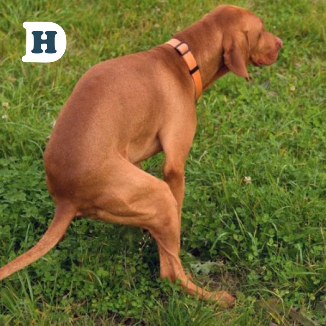 How to Identify Healthy Dog Stool: A Comprehensive Guide