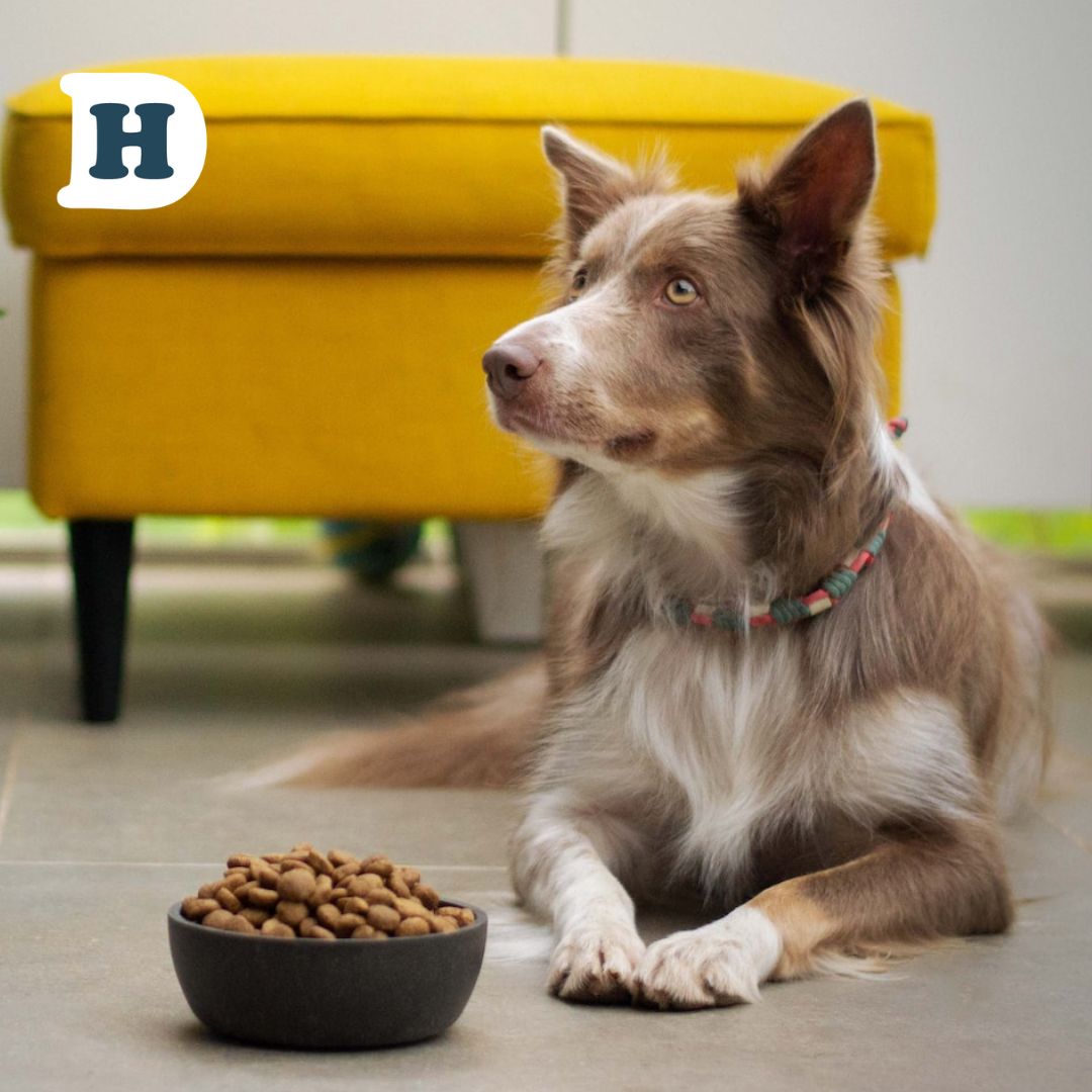 5 Tricks to Get Your Picky Dog to Eat Their Food