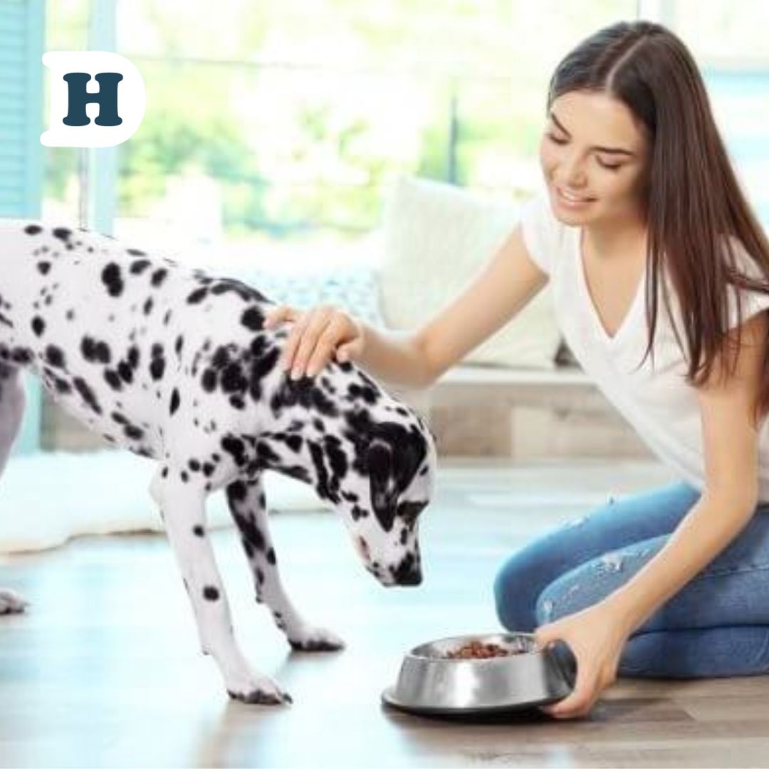 The Importance of Ethically Made Dog Food: A Guide for Pet Owners