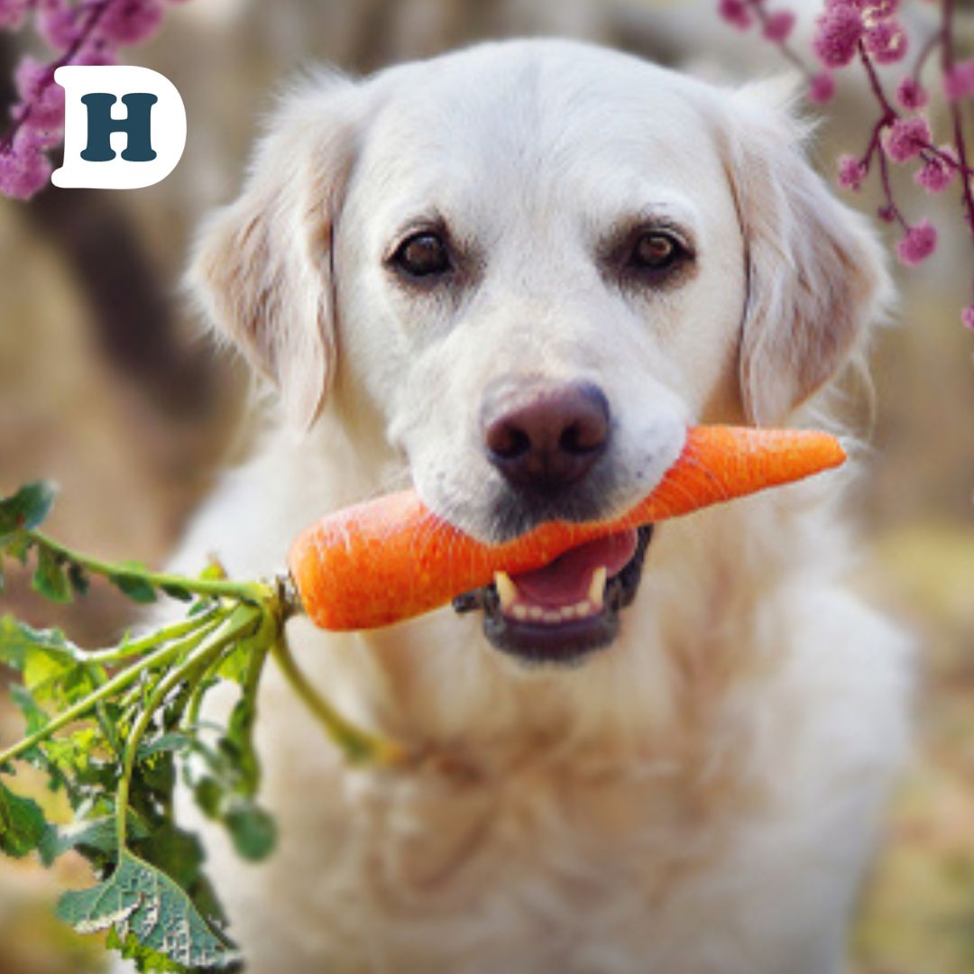 10 Surprising Human Foods That Are Actually Good for Dogs