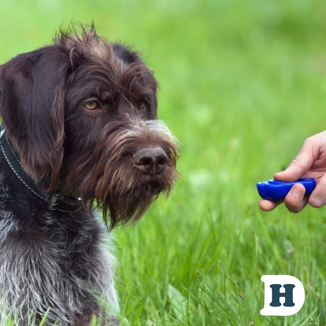 Step-by-Step: How to Clicker Train Your Dog