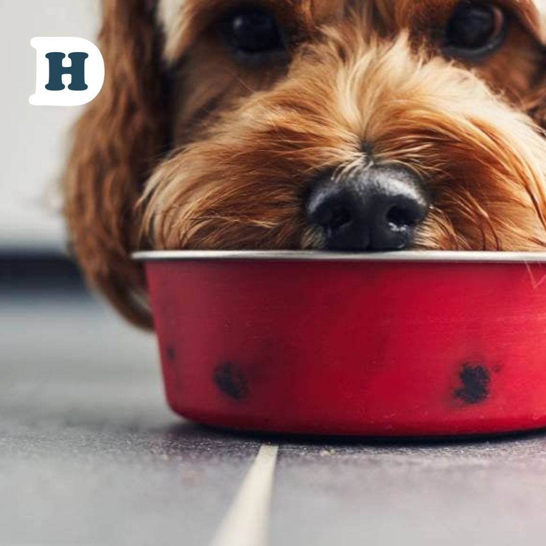 Pawsitively Nutritious: The Role of Healthy Oils in Promoting Overall Canine Health