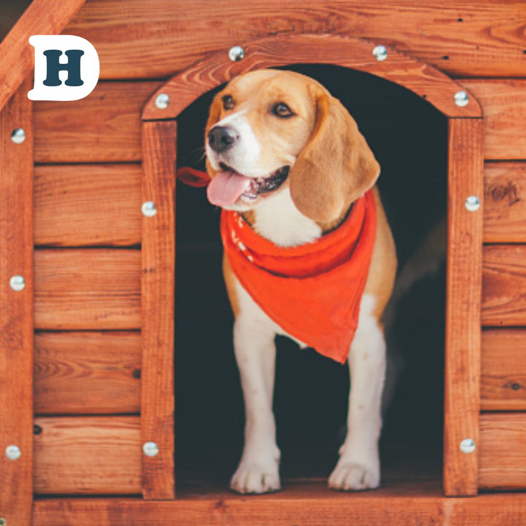 5 Tips for Successfully Training Your Dog to Use Their Kennel Outside