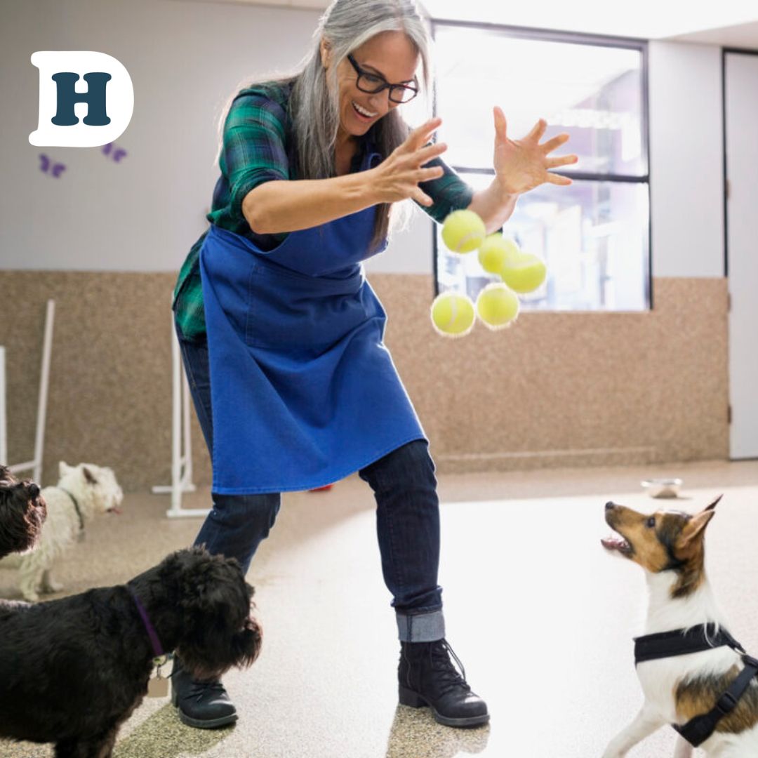 Unleashing the Benefits: Why Doggy Daycare is a Paw-some Choice for Sydney Dogs