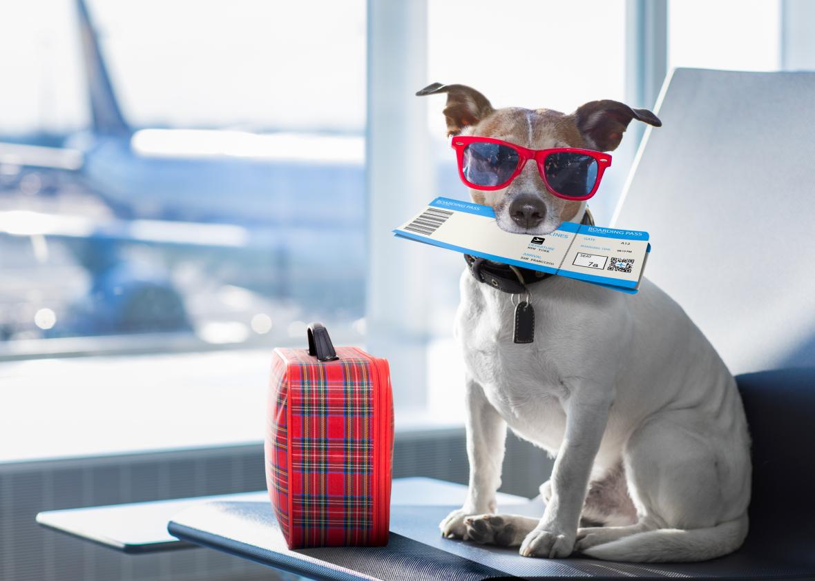 Does your current dog food qualify for Frequent Flyer points?