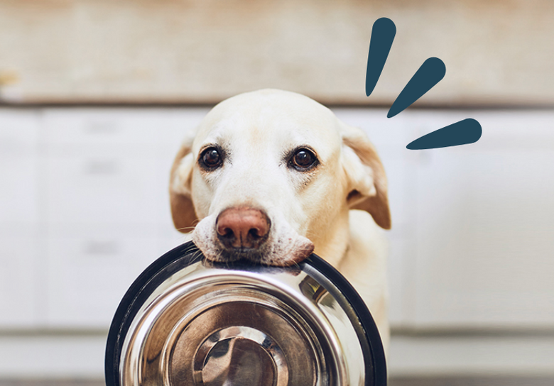 Get your Free Samples of Healthy Fresh Dog Food Online